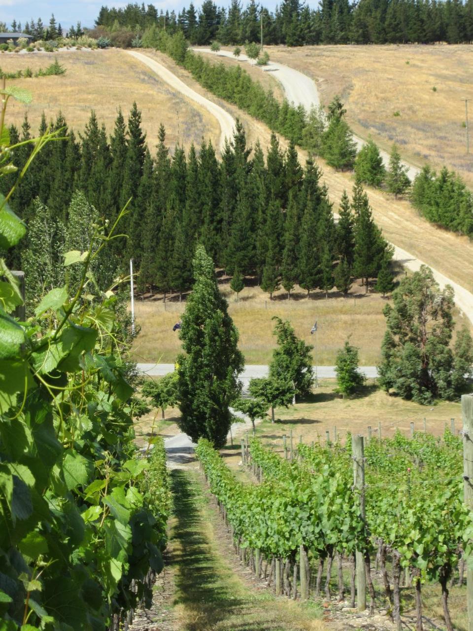 Hawkdun Rise Vineyard & Accommodation 亚历山德拉 外观 照片